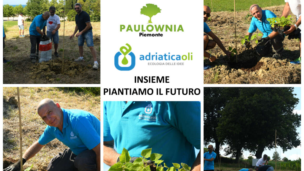 Adriatica Oli compensa la CO2 piantando decine di alberi di Paulownia