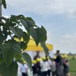 Pianta di Paulownia alla giornata di educazione ambientale a cascina felizia